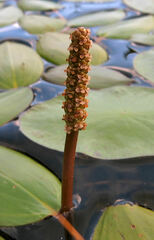 Potamogeton amplifolius