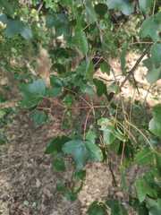 Acer monspessulanum