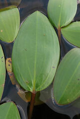 Potamogeton amplifolius