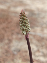 Drimia maritima