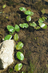 Potamogeton amplifolius