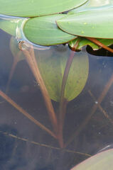 Potamogeton amplifolius