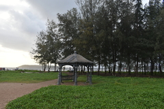 Pinus