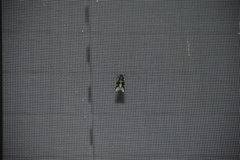 Lacinipolia explicata