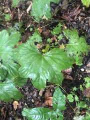 Hydrophyllum canadense