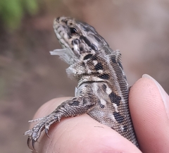 Lacerta agilis exigua