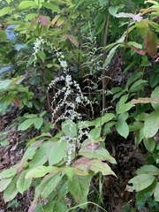 Stenanthium gramineum
