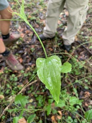 Smilax tamnoides