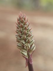 Drimia maritima