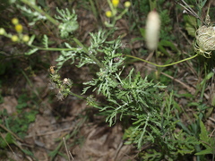 Jacobaea erucifolia