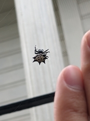 Gasteracantha cancriformis