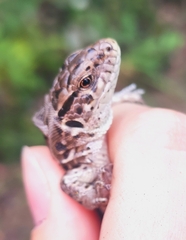 Lacerta agilis exigua