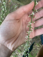 Stenanthium gramineum