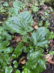 Smilax tamnoides