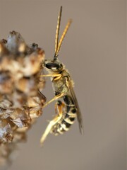 Halictus