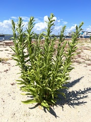 Solidago sempervirens