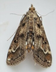 Parapoynx obscuralis