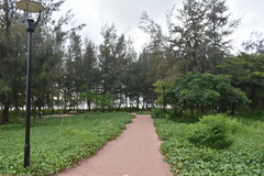Pinus