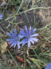 Cichorium