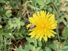 Halictus tripartitus