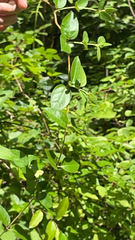 Lonicera japonica