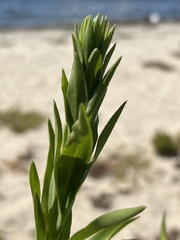 Solidago sempervirens