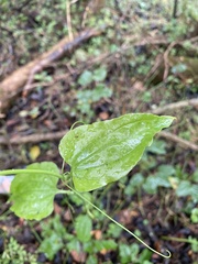 Smilax tamnoides