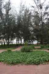 Pinus