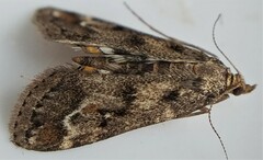 Parapoynx obscuralis