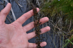 Utricularia macrorhiza