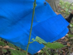 Smilax tamnoides