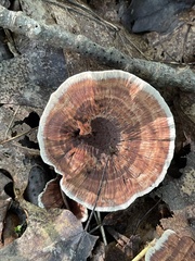 Hydnellum concrescens