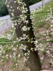 Stenanthium gramineum
