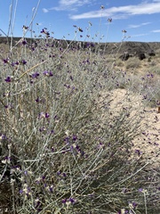 Psorothamnus scoparius