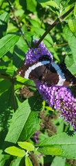 Limenitis arthemis arthemis