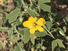 Senna bauhinioides