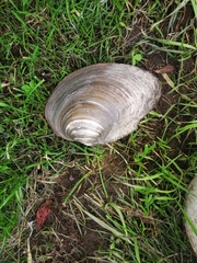 Sinanodonta woodiana
