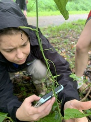 Smilax tamnoides