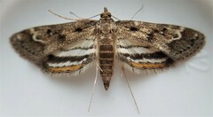 Parapoynx obscuralis