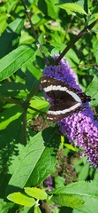 Limenitis arthemis arthemis