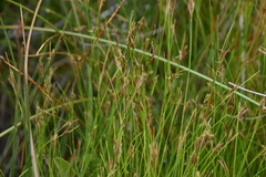 Rhynchospora capillacea