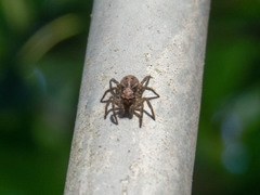 Euophryini