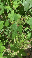 Ampelopsis glandulosa