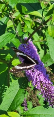 Limenitis arthemis arthemis