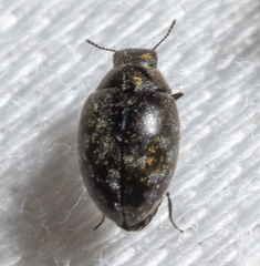 Limnichidae