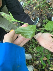 Smilax tamnoides