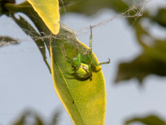 Araneus uniformis