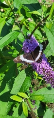 Limenitis arthemis arthemis
