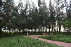 Pinus