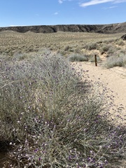 Psorothamnus scoparius